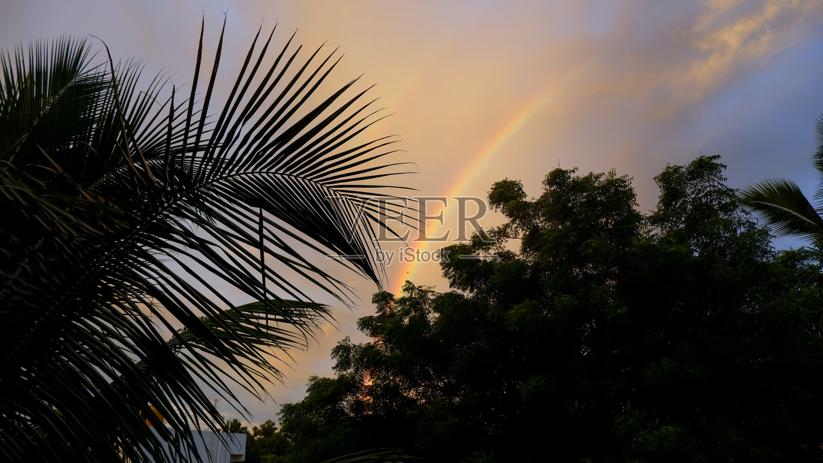 傍晚，树木在天空映衬出彩虹的剪影照片摄影图片