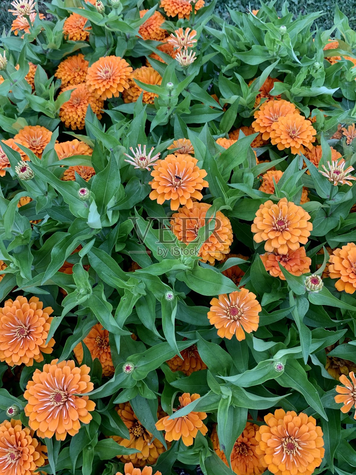 橙色百日草盛开照片摄影图片