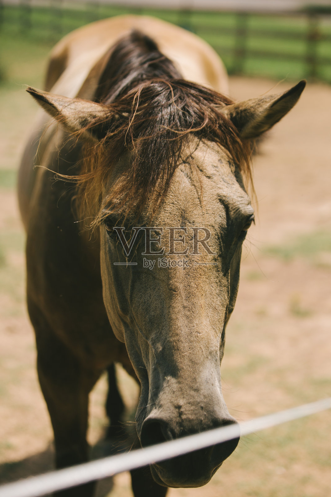 马的画像照片摄影图片