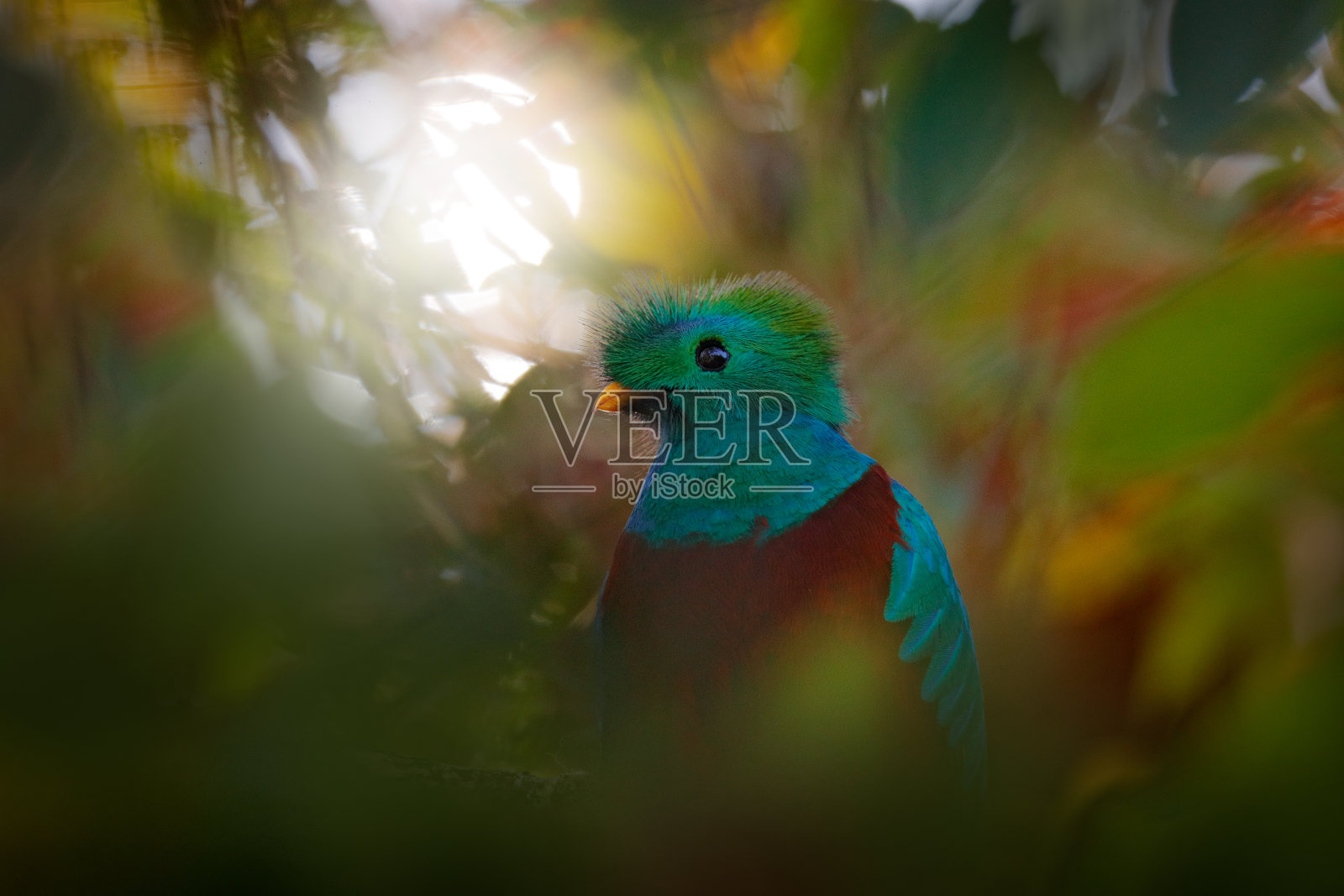 金碧辉煌的Quetzal, Pharomachrus mocinno，来自危地马拉，背景是模糊的绿色森林。华丽神圣的绿鸟和红鸟。金碧辉煌的格扎尔的细节肖像。森林里的光。照片摄影图片