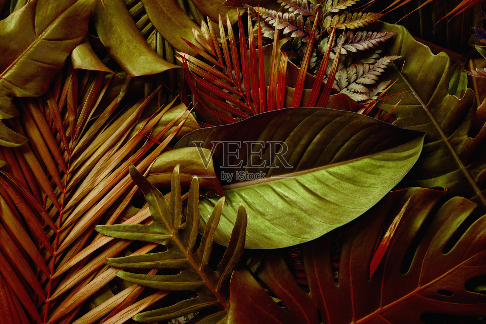 近距离的热带怪物的树叶和棕榈树的背景自然视图照片摄影图片