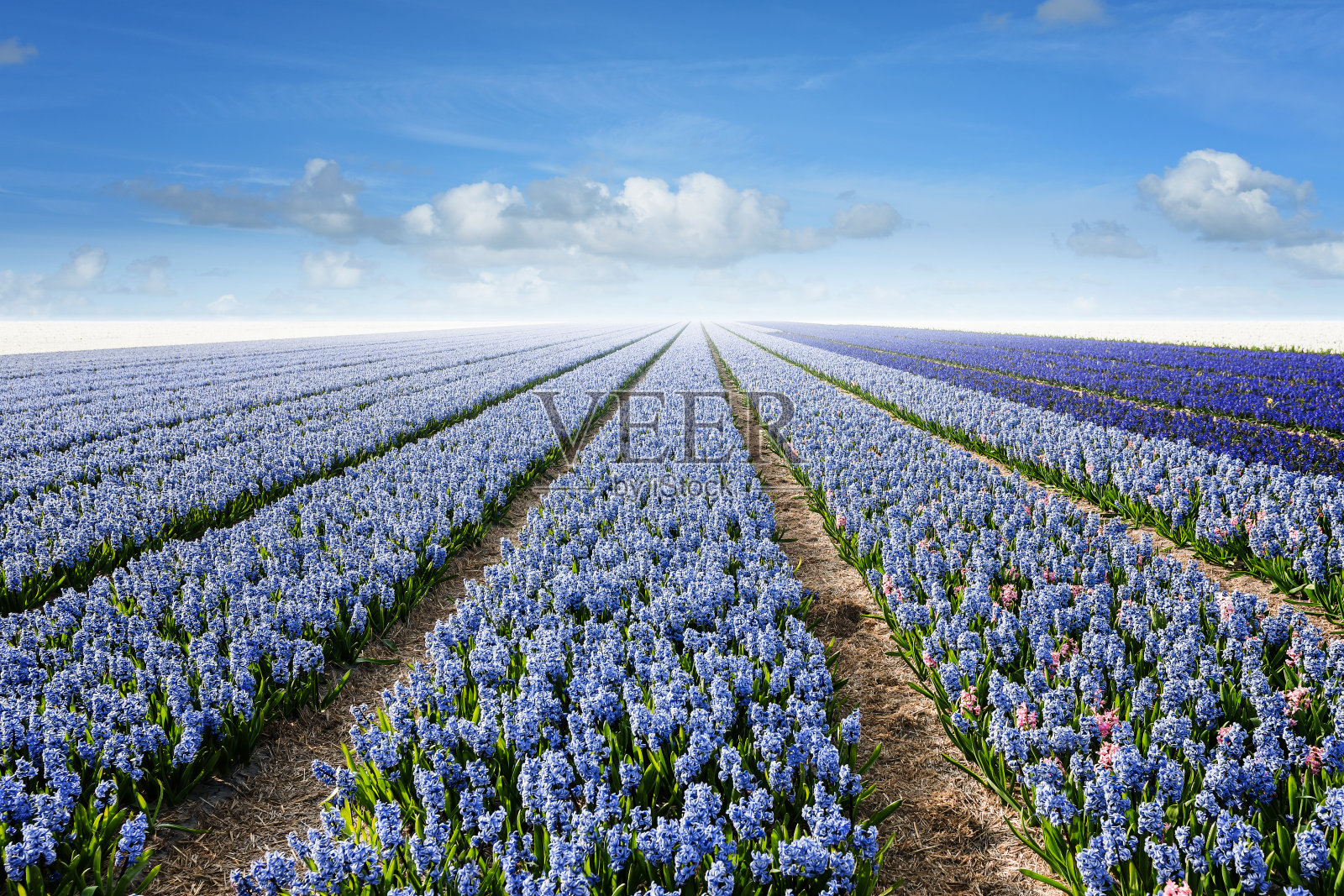 蓝色的风信子田野和多云的天空照片摄影图片