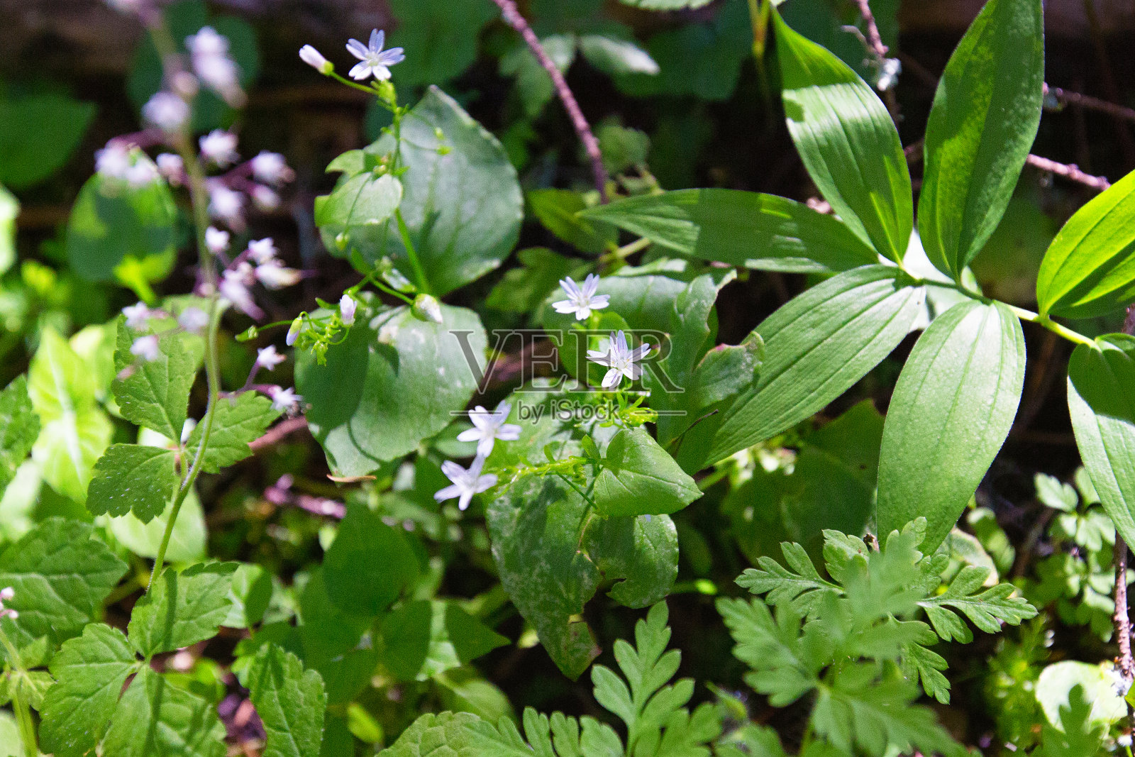 森林野花照片摄影图片