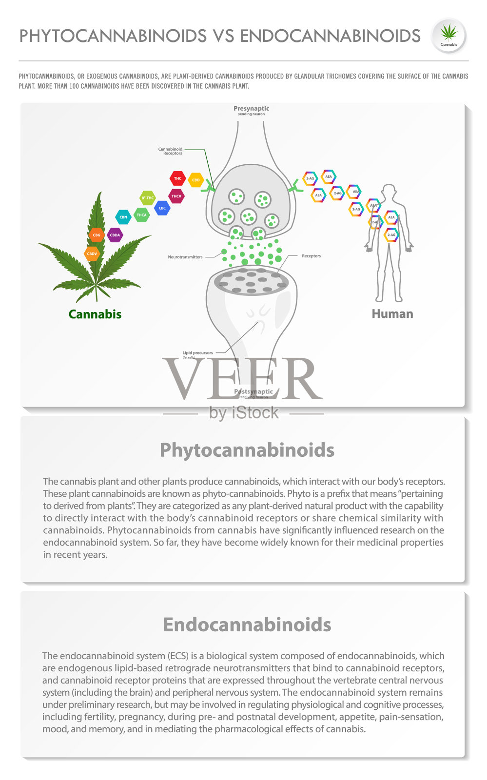 植物大麻素与内源性大麻素的垂直关系插画图片素材