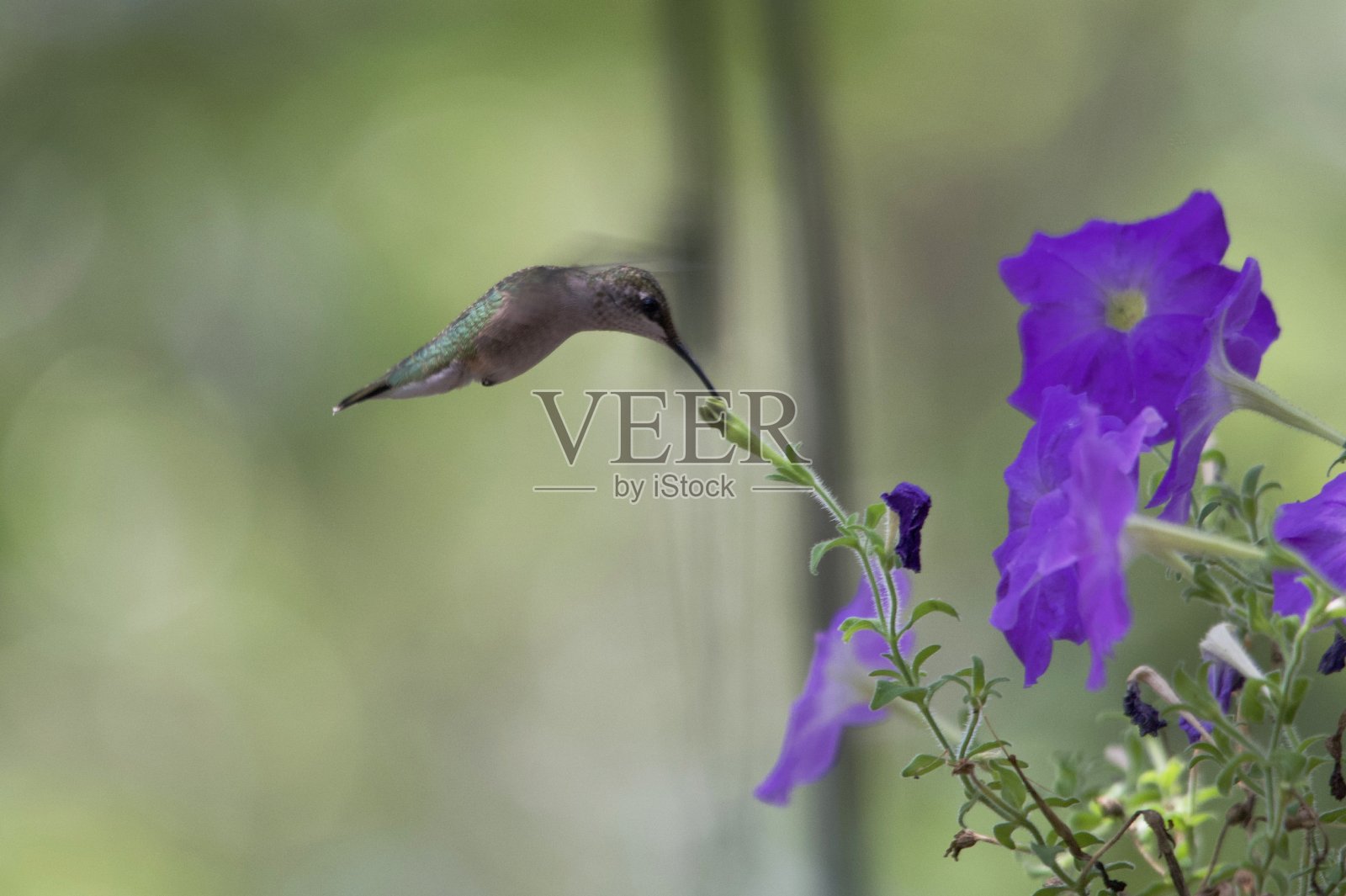 Ruby的过渡蜂鸟照片摄影图片