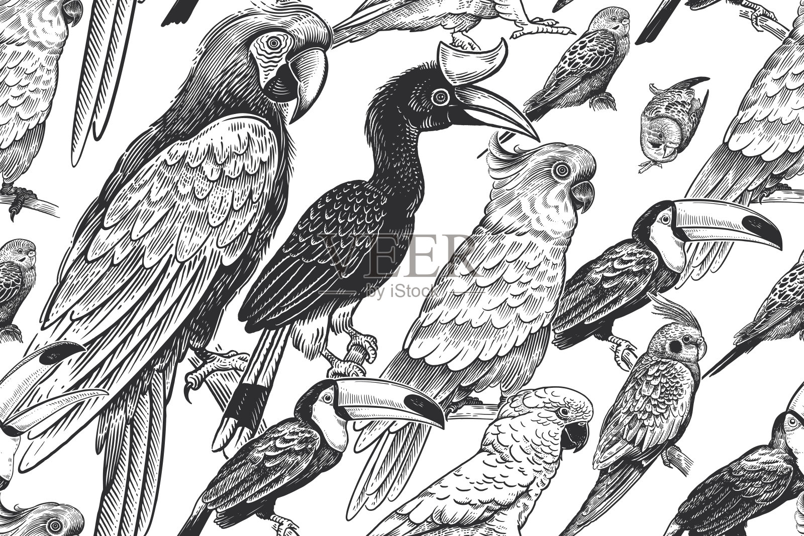 热带的模式。奇异的鸟类，鹦鹉和巨嘴鸟。向量。黑色和白色插画图片素材