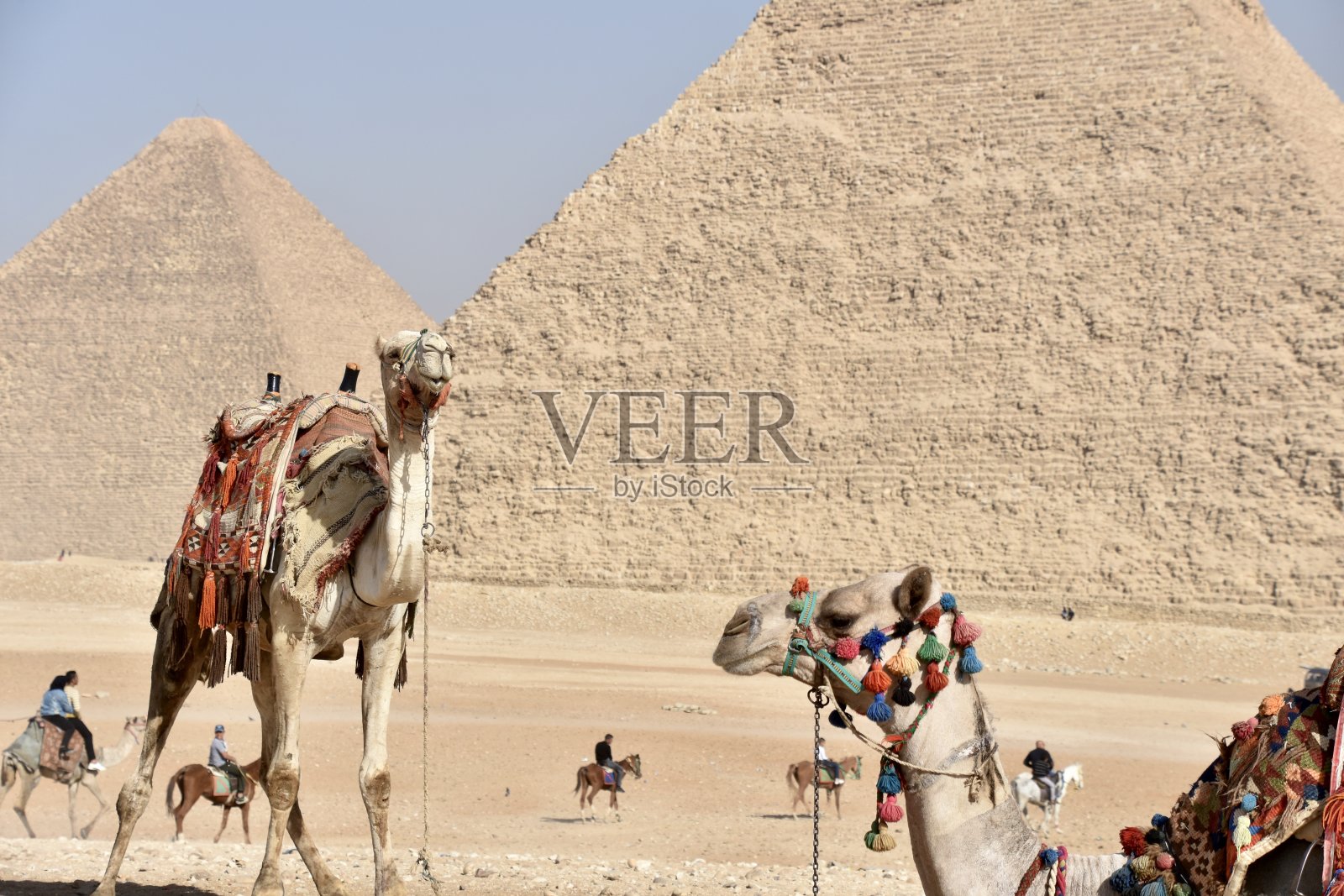 吉萨高原的骆驼与金字塔照片摄影图片