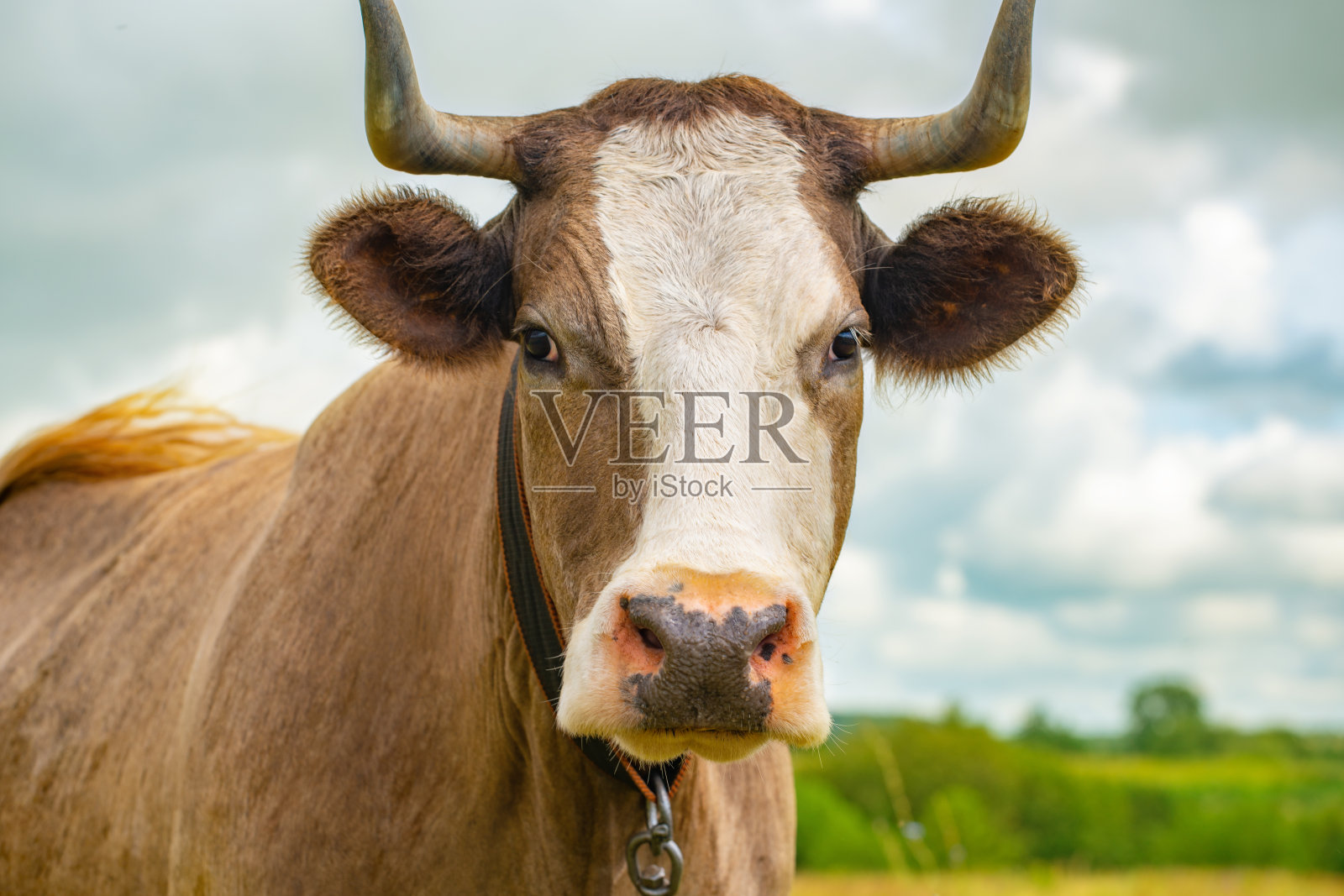 近距离看有角的牛的脸照片摄影图片
