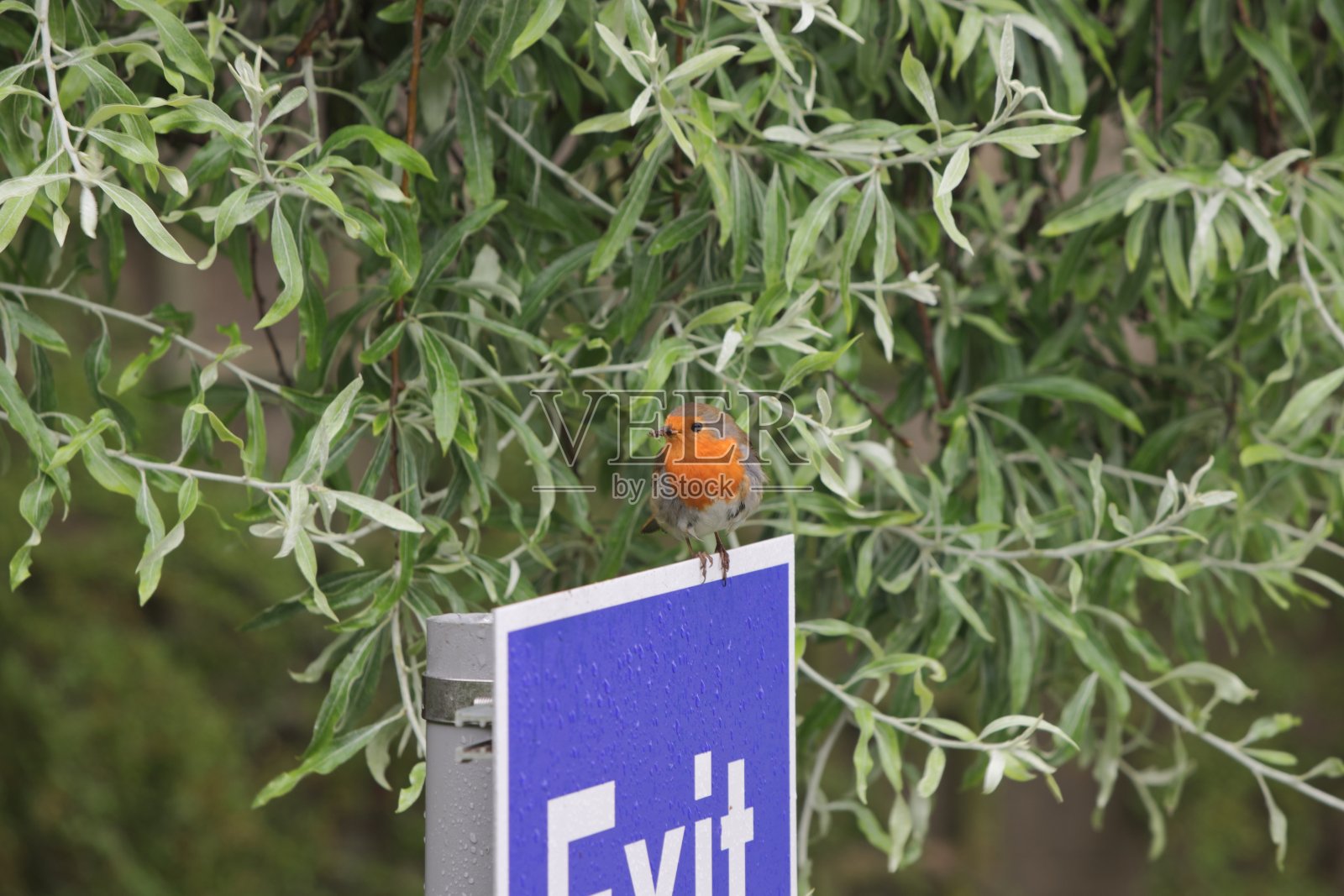 红色的鸟照片摄影图片