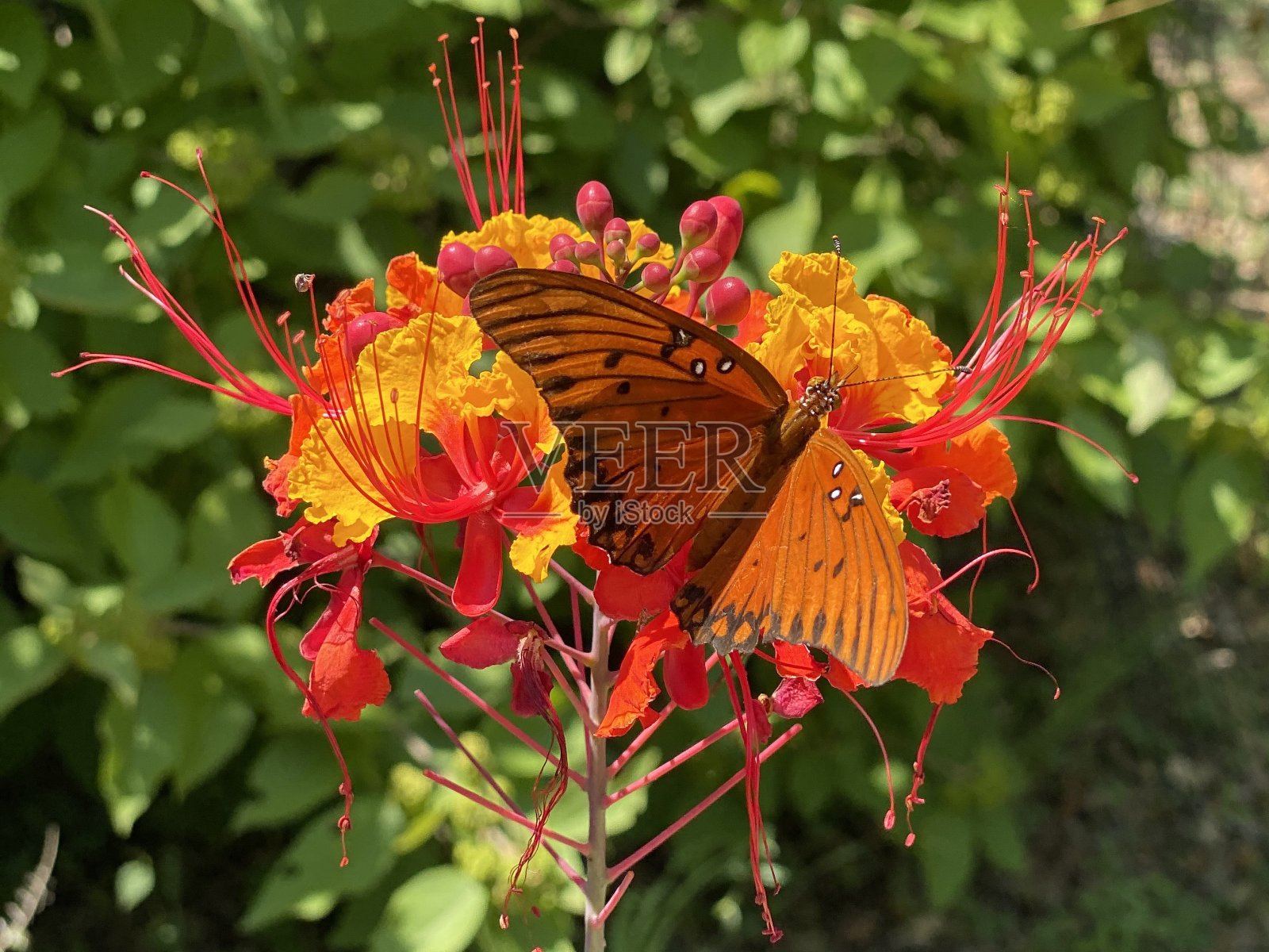 橙色的蝴蝶照片摄影图片
