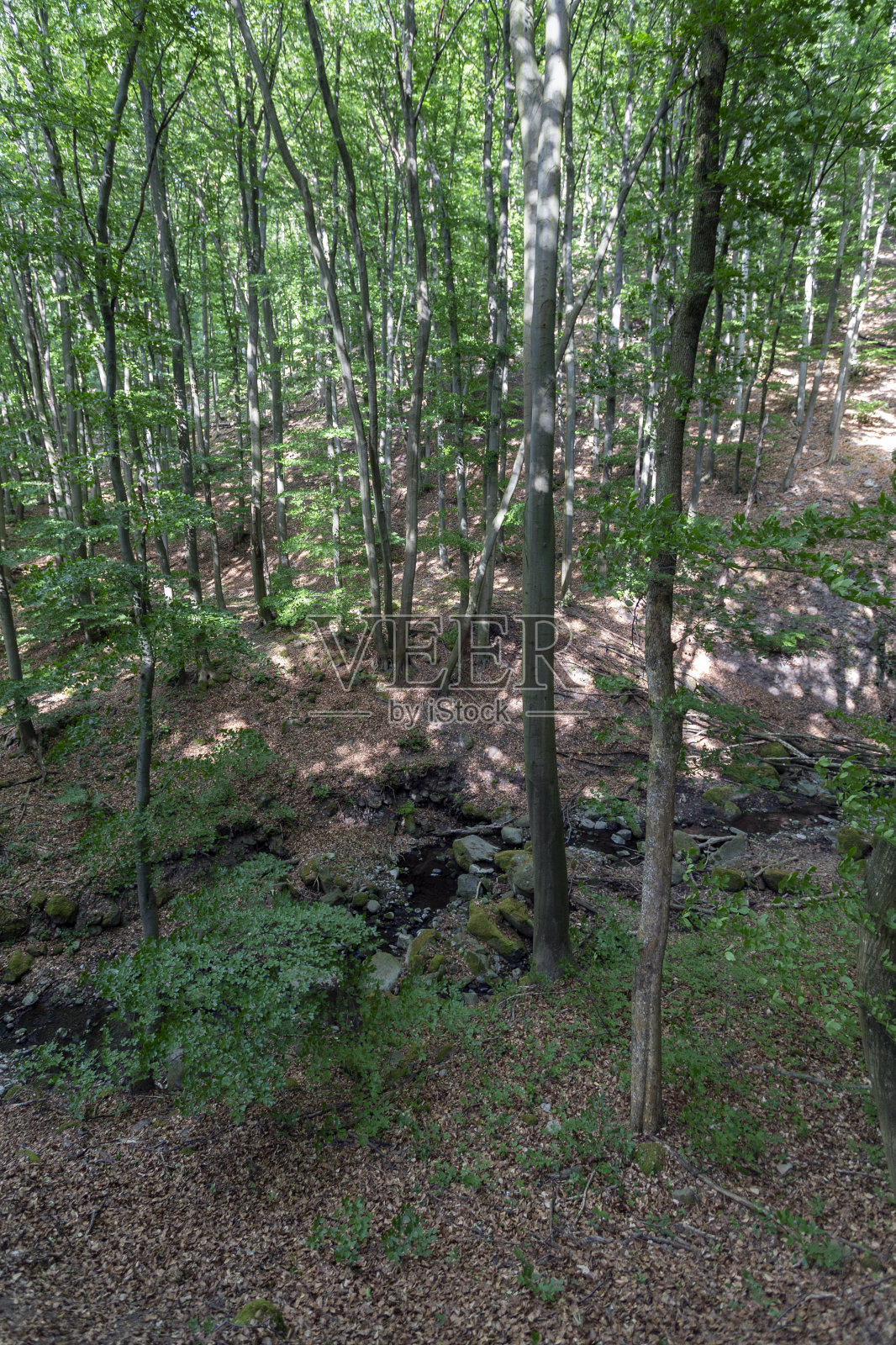 Pilis山上的一条小溪照片摄影图片