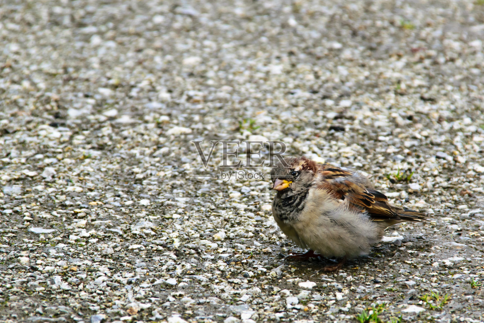 感兴趣的蓬乱的麻雀看着注意照片摄影图片
