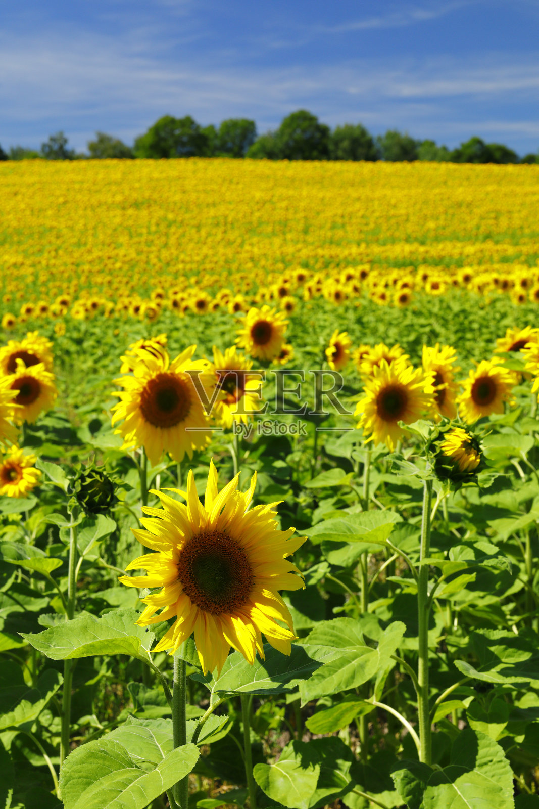 八月的向日葵田照片摄影图片