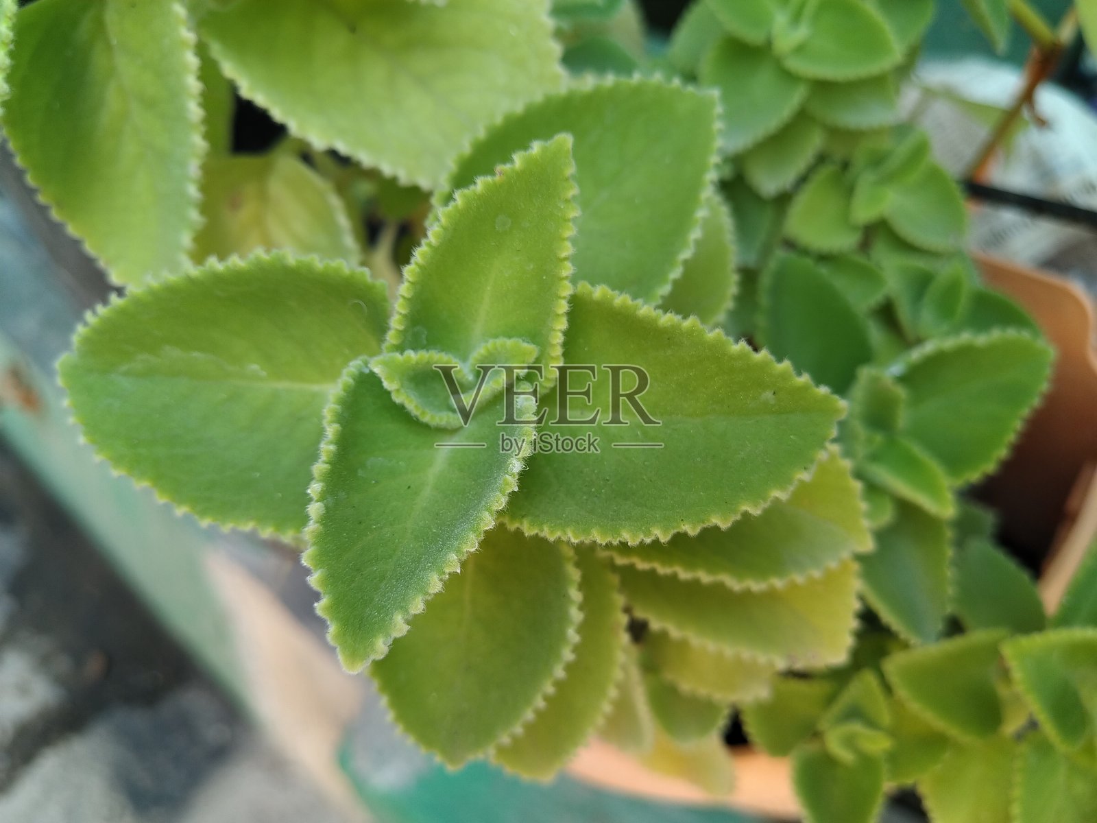 绿色的树叶照片摄影图片