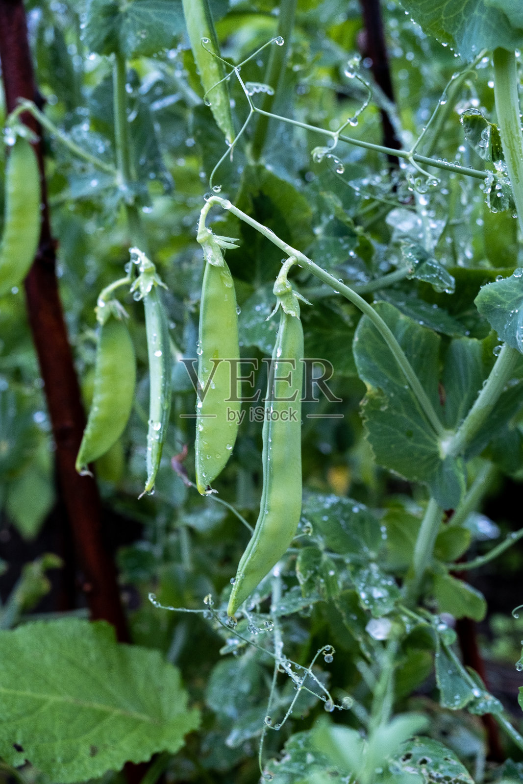 豌豆幼苗生长在花园里。雨后。照片摄影图片