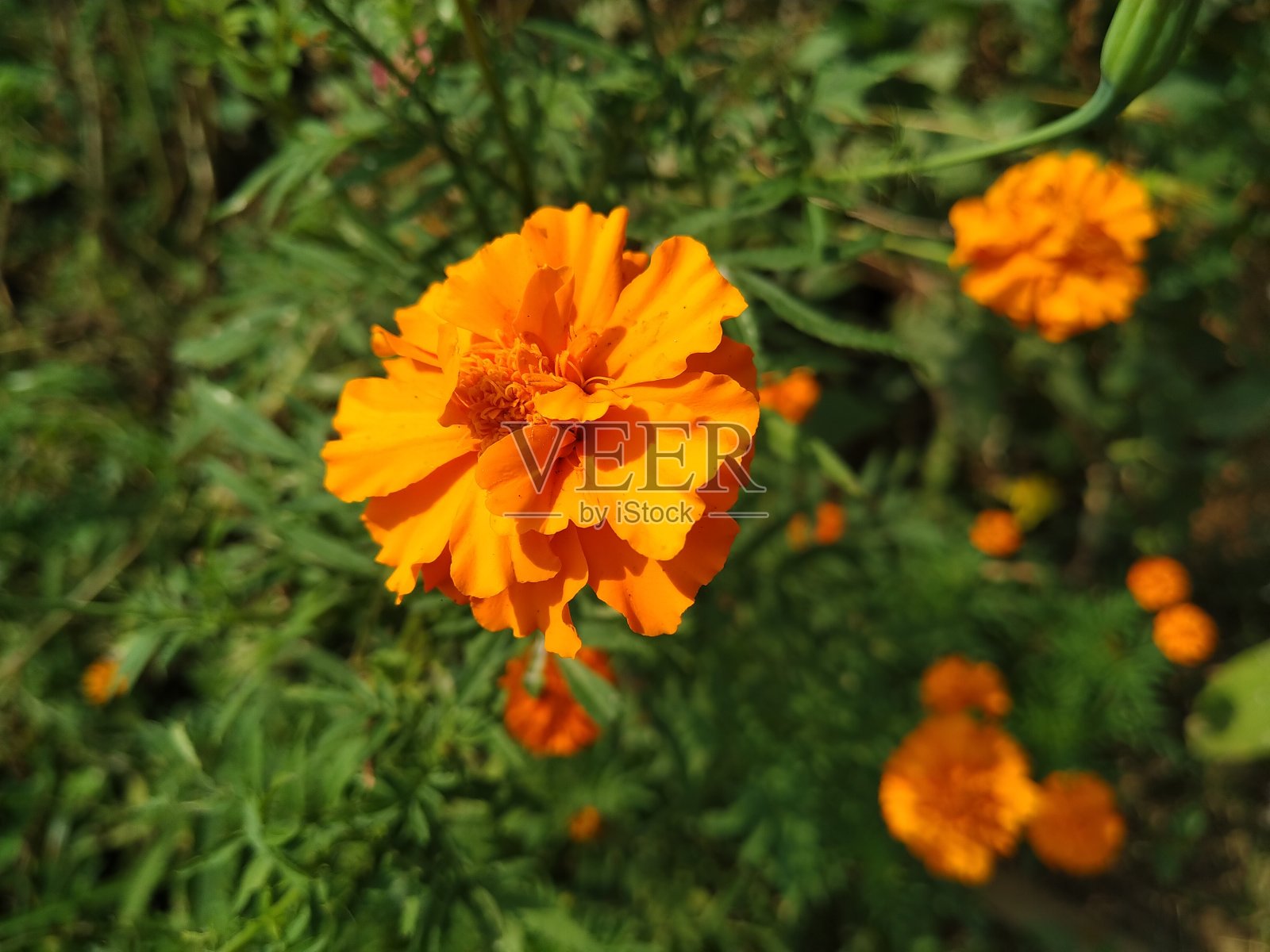 橙色花盛开照片摄影图片