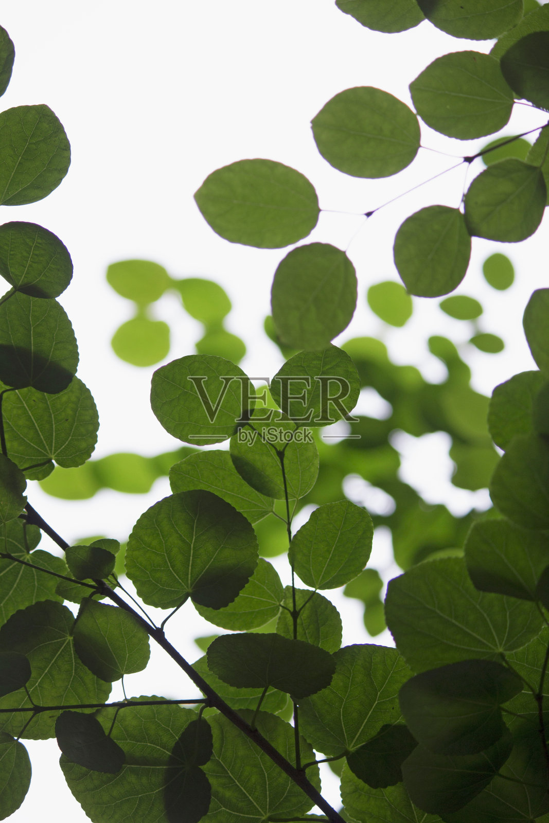 新鲜的绿叶特写照片照片摄影图片