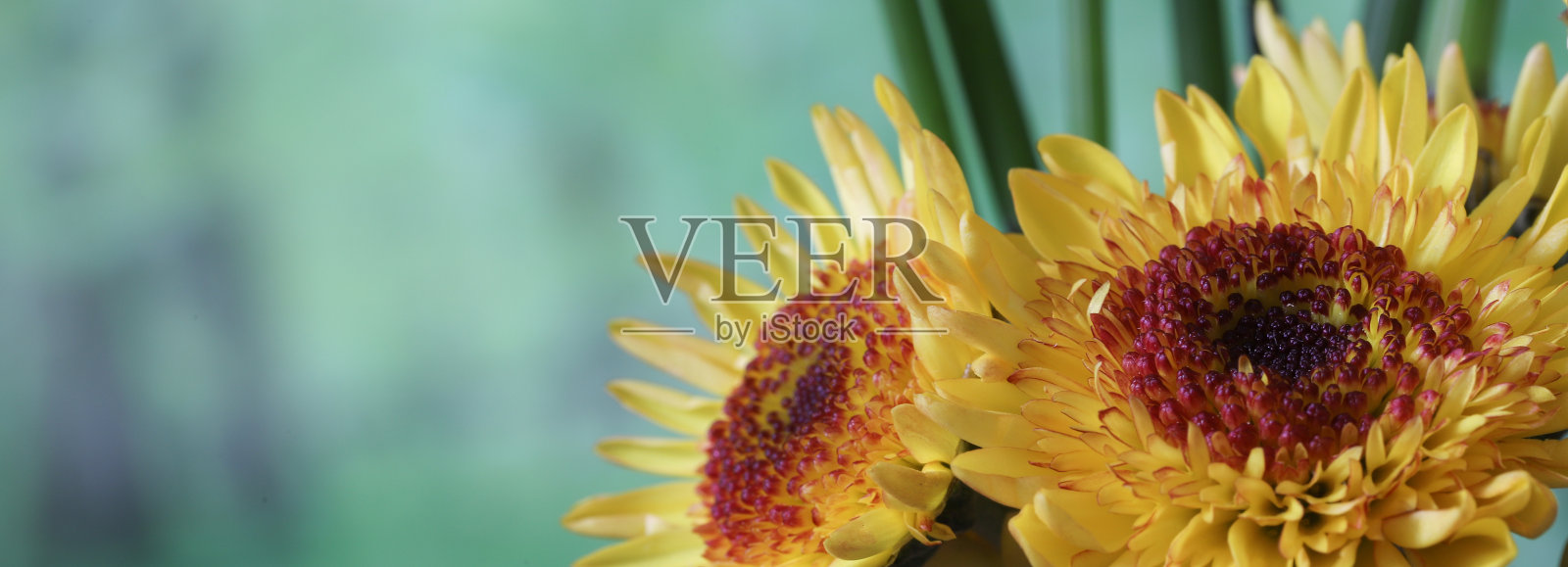 常见的马尾和菊花的特写照片在一个绿色的背景。照片摄影图片