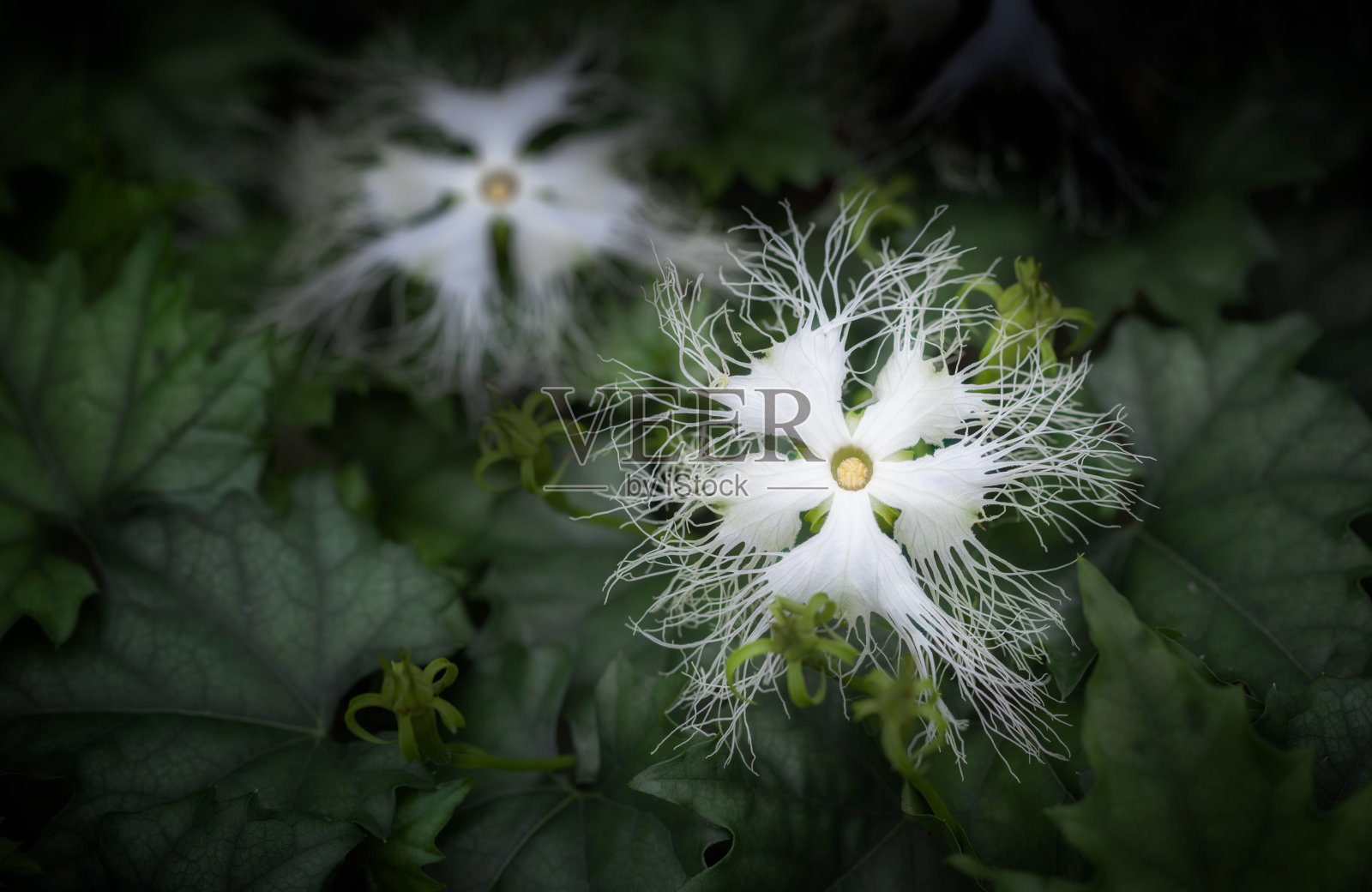 栝楼的花照片摄影图片