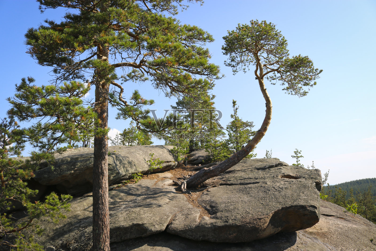 查什科夫斯基山脊顶上的松树。乌拉尔山脉。生态旅游和远足的概念。照片摄影图片