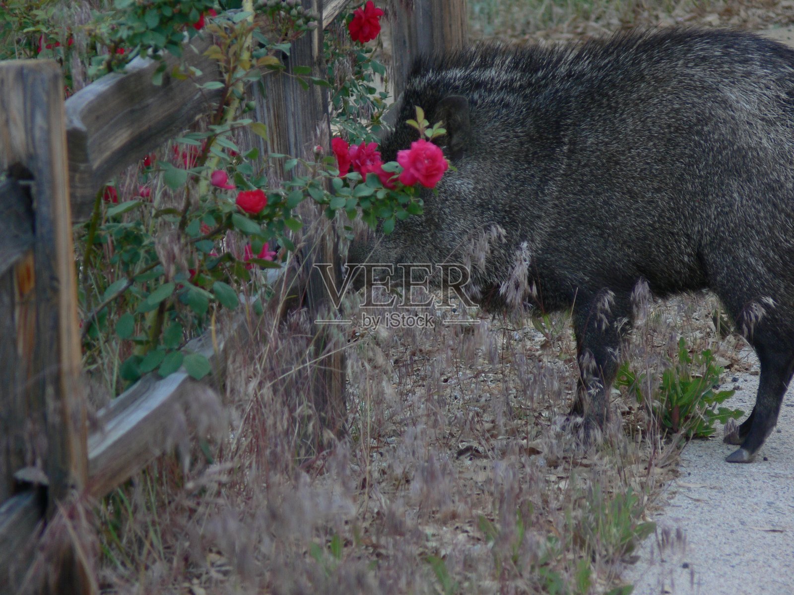 Javelina 玫瑰照片摄影图片