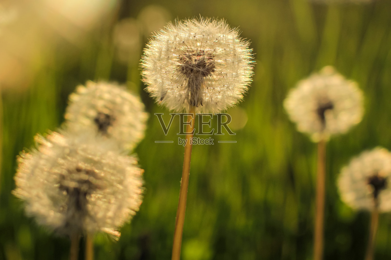 美丽的蒲公英花与种子在自然模糊的背景。花的概念与文本的地方。照片摄影图片