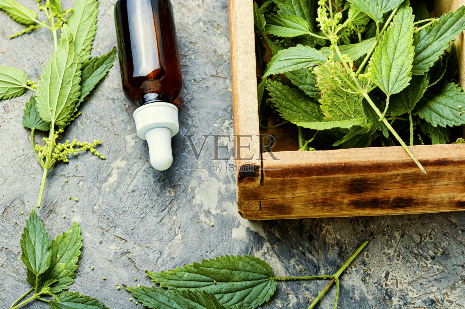 草药中的荨麻照片摄影图片