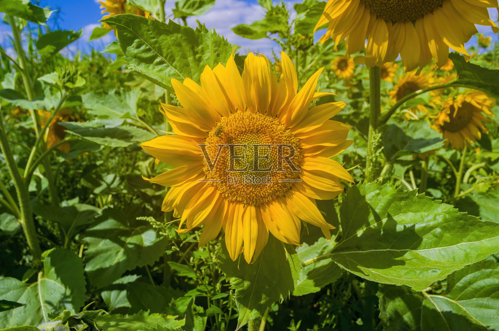 田野上盛开的黄色向日葵照片摄影图片