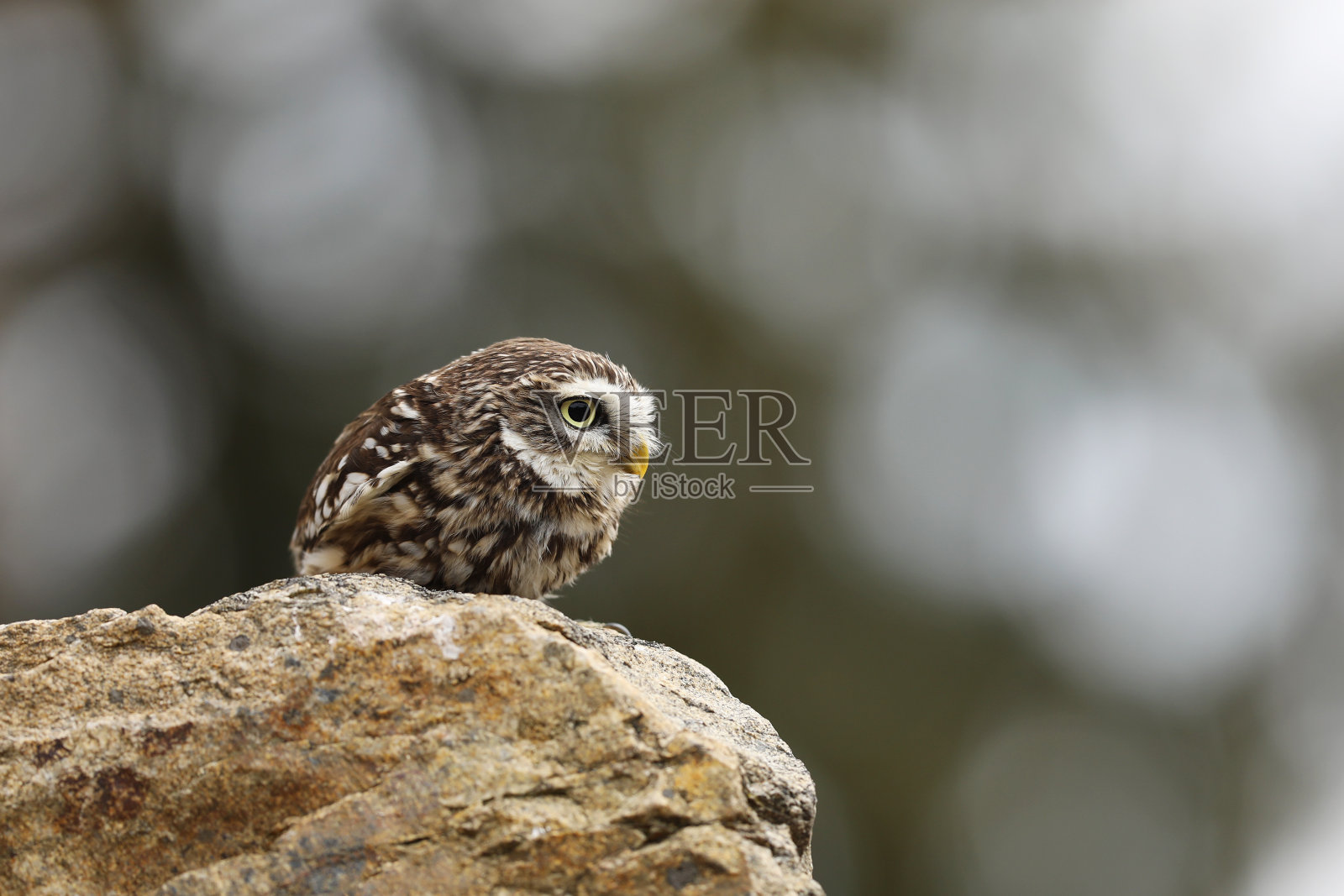 小猫头鹰，雅典娜夜鸟，在古老的城市栖息地，石墙，捷克共和国照片摄影图片