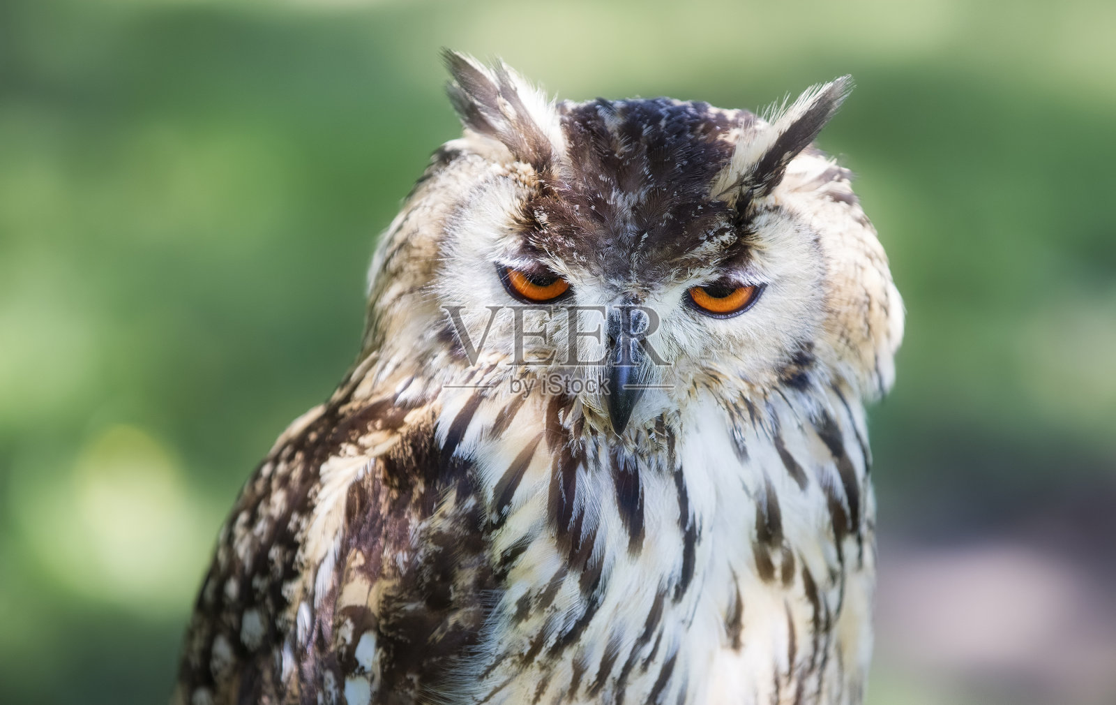 雄性欧亚雕鸮的肖像照片摄影图片