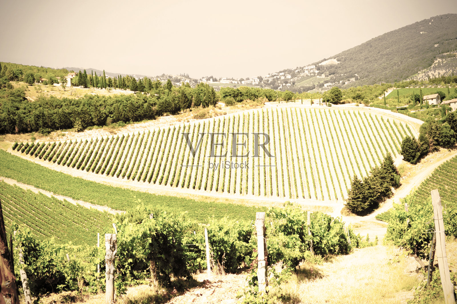 意大利的葡萄园景观。照片摄影图片