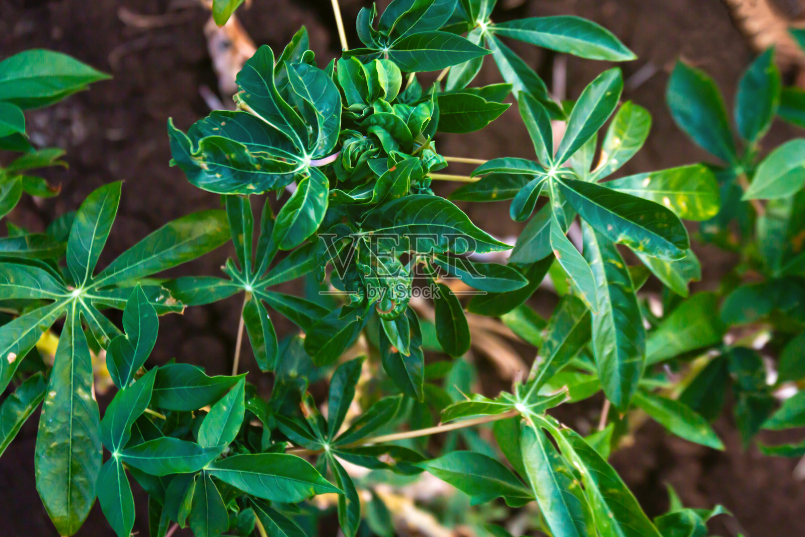 木薯树生长在种植农场，木薯或木薯种植田，木薯种植园的土壤，木薯叶，木薯种植田，农业木薯田植物，木薯田照片摄影图片