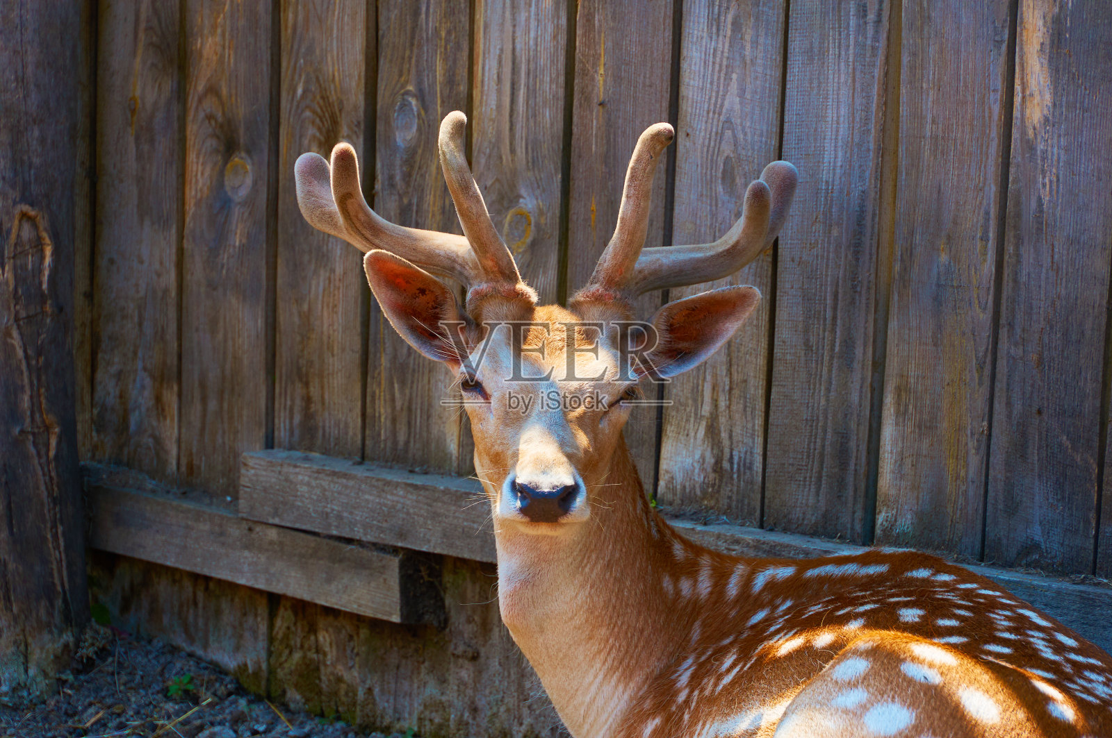 在畜栏里的小鹿特写。照片摄影图片