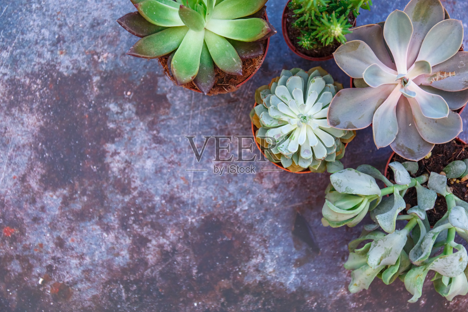 现代绿色多肉植物，任何用途的伟大设计。自然背景。照片摄影图片