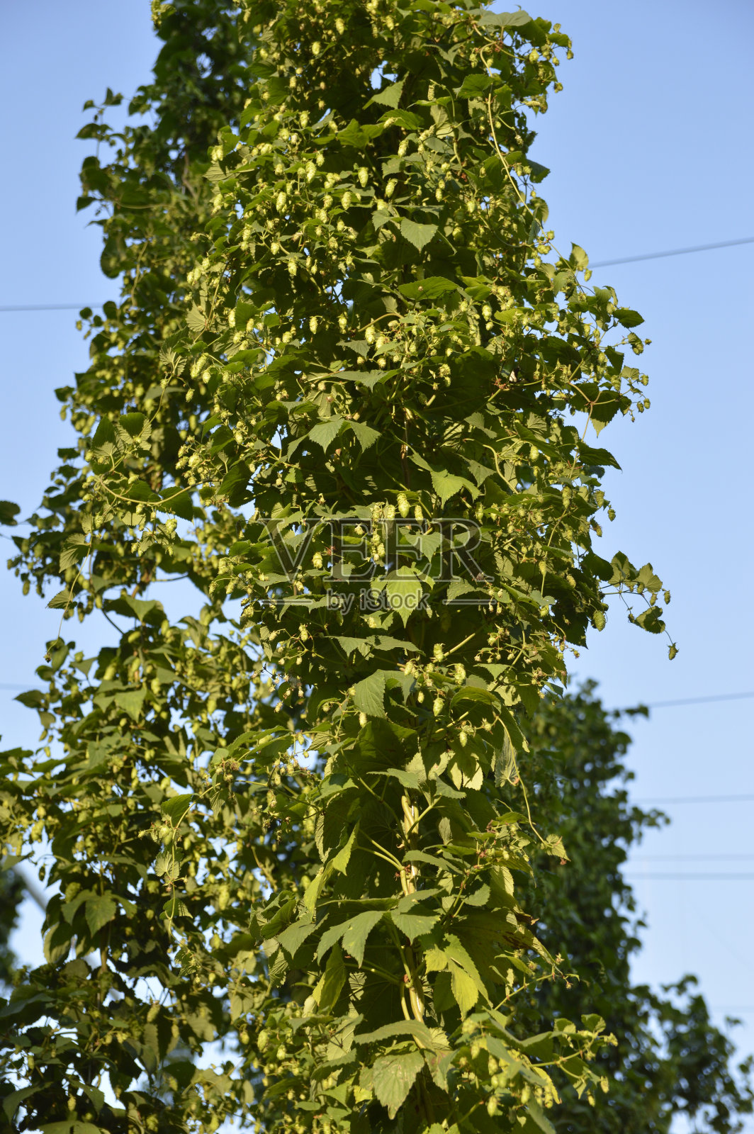 阳光下的啤酒花田和成熟的球果照片摄影图片