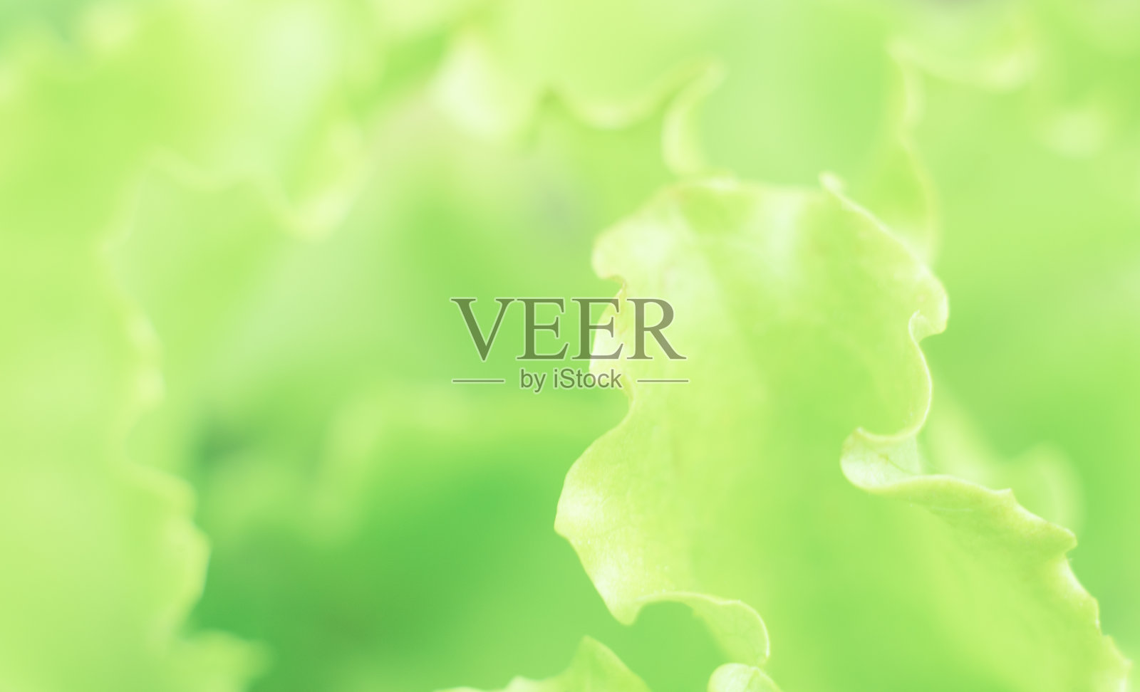 摘要阳光绿花背景。沙拉的特写。柔和的焦点梦幻的形象。春夏季节概念。带有拷贝空间的横幅。卡、笔记本封面。照片摄影图片