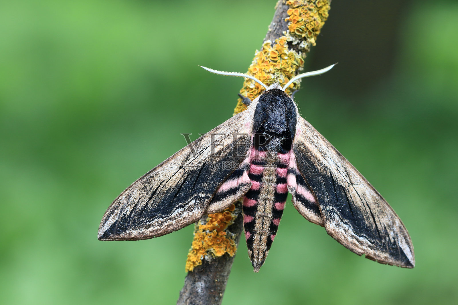 女性女贞天蛾照片摄影图片