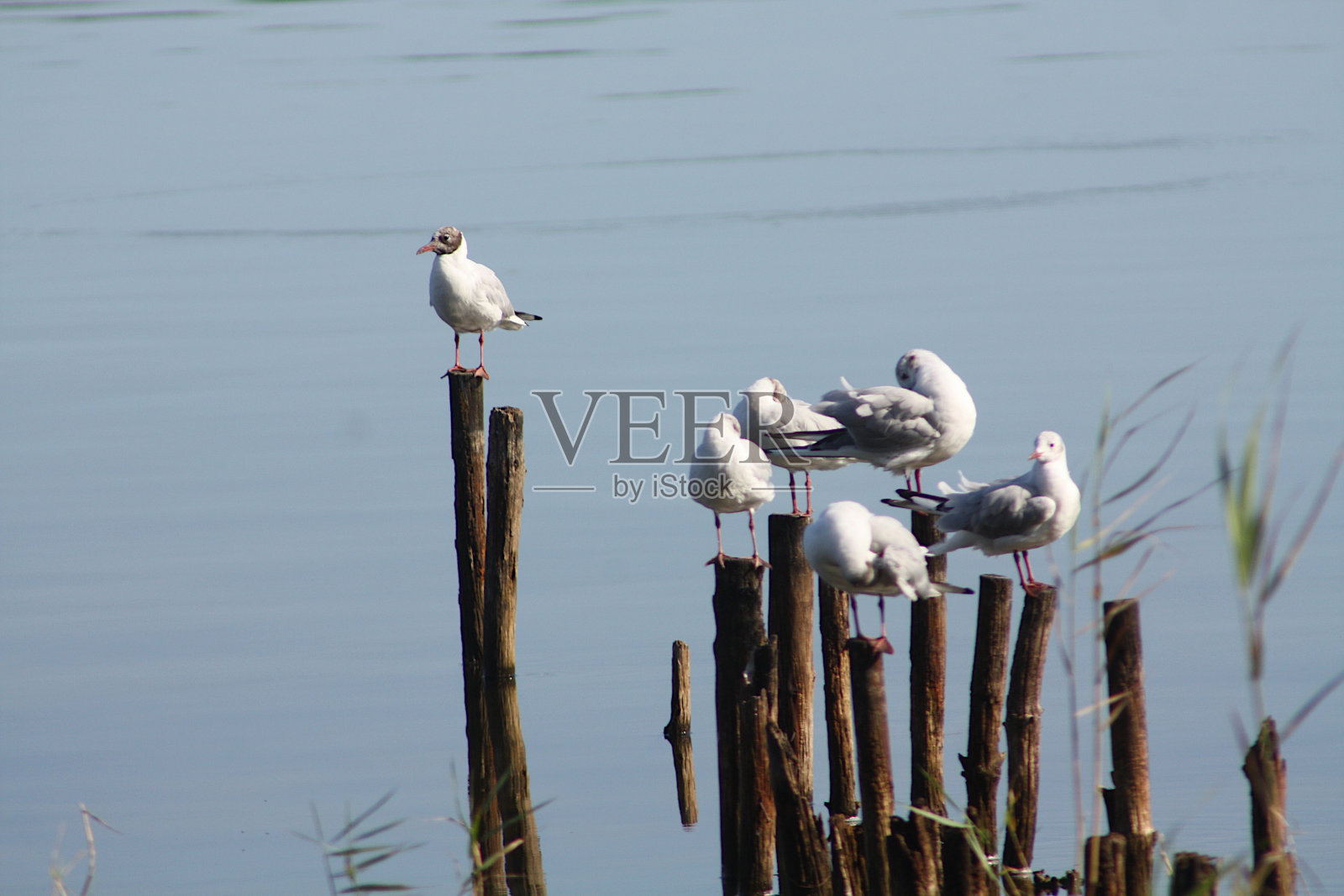 只黑头鸥照片摄影图片