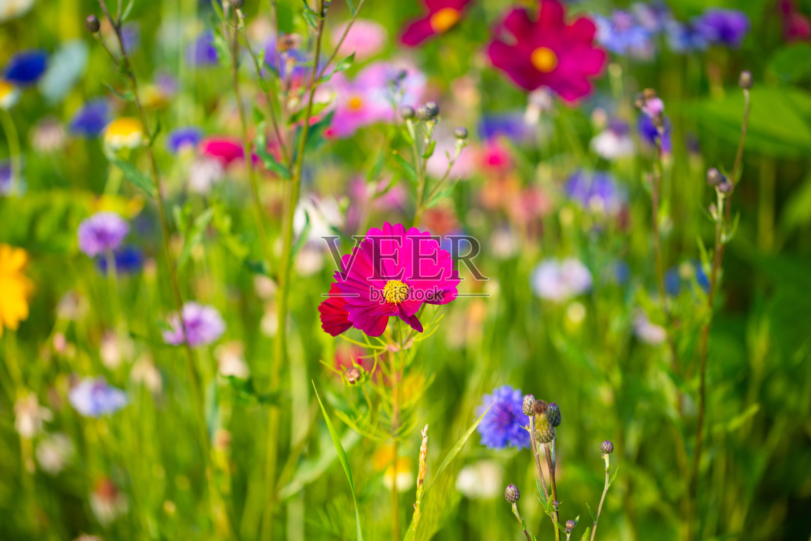 这是一个珠宝篮的微距镜头，宇宙双尾龙照片摄影图片