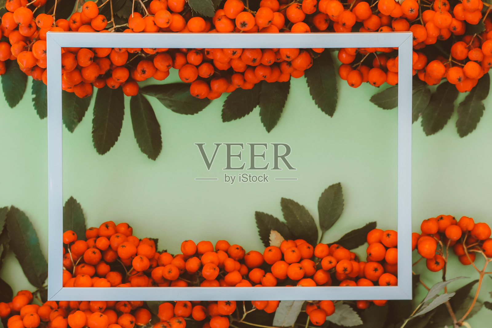 红色成熟的白蜡树在绿色的背景上涂上了白色的油漆。秋天的心情。文本空间，俯视图照片摄影图片