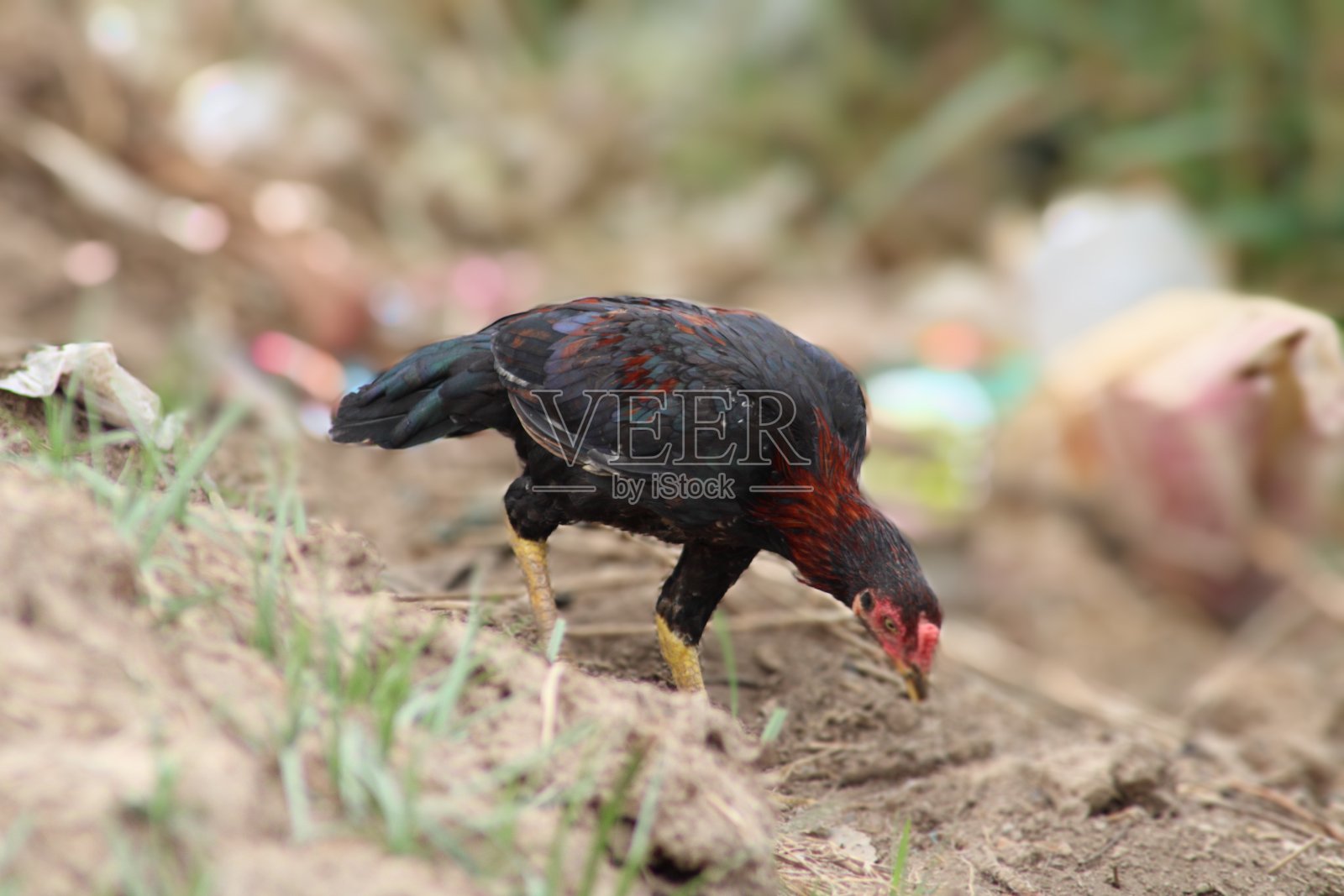 红junglefowl照片摄影图片