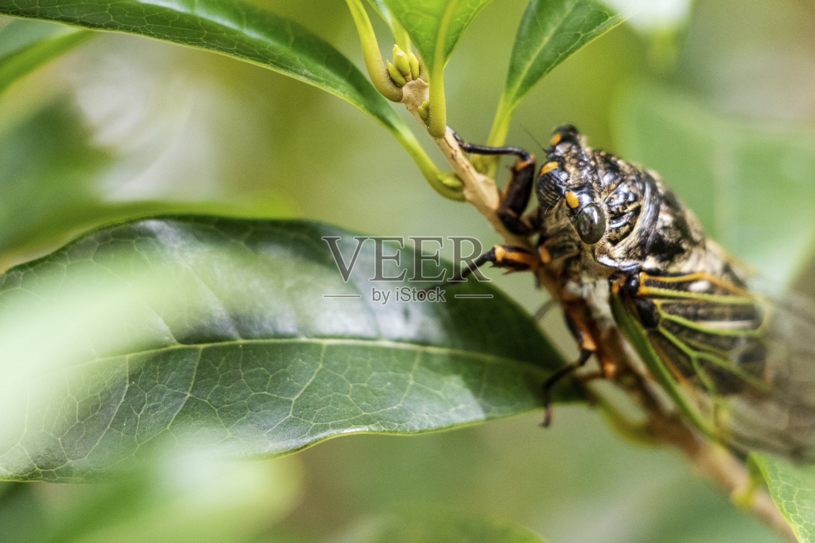 蝉栖息在细枝上照片摄影图片