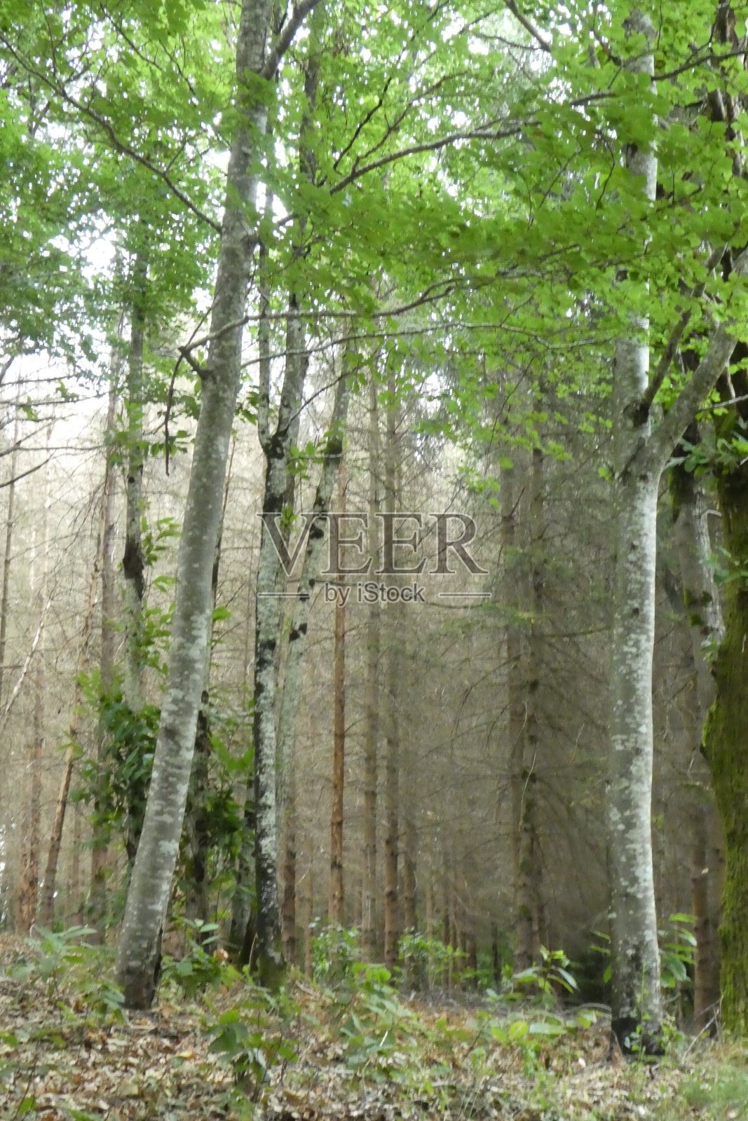 在木照片摄影图片