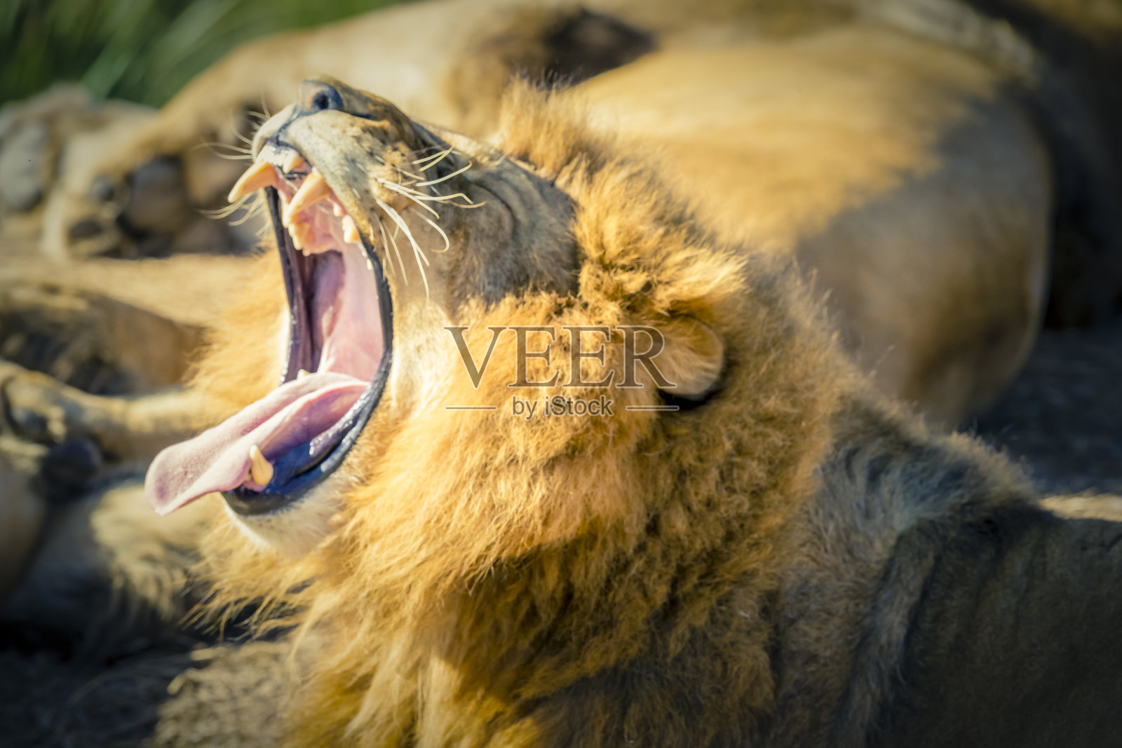 一只雄狮在阳光下休息和打哈欠照片摄影图片