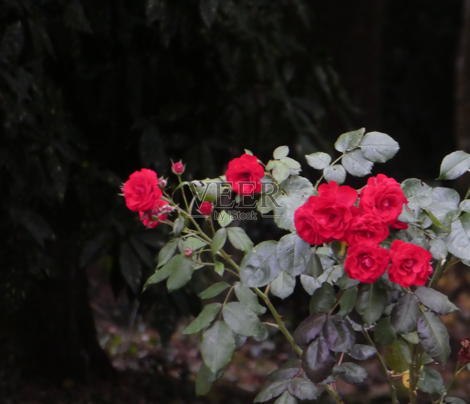 以木头为背景的玫瑰照片摄影图片