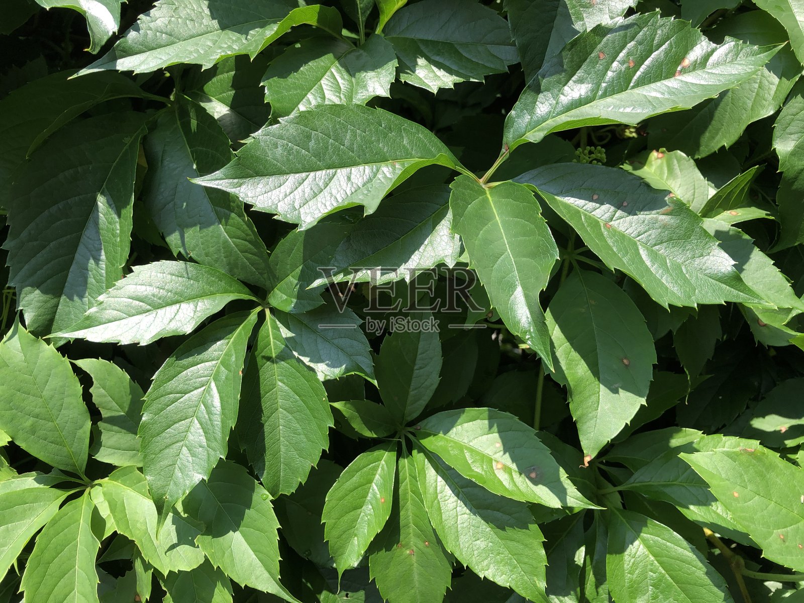 近距离观察小巷里的城市绿墙照片摄影图片