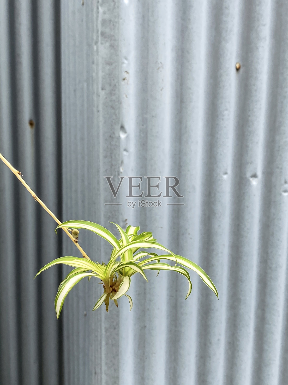 吊兰照片摄影图片