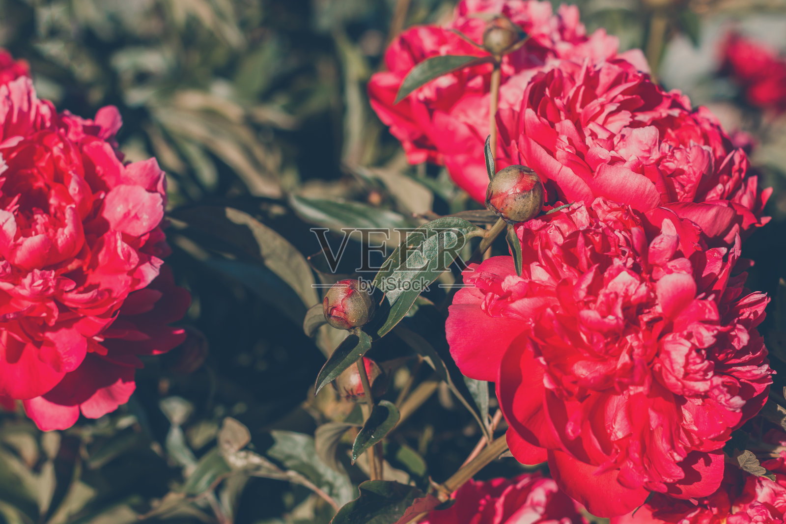 盛开的红色牡丹在自然背景的花园里。美丽的花卡。在春天的花朵。快乐的母亲节。照片摄影图片