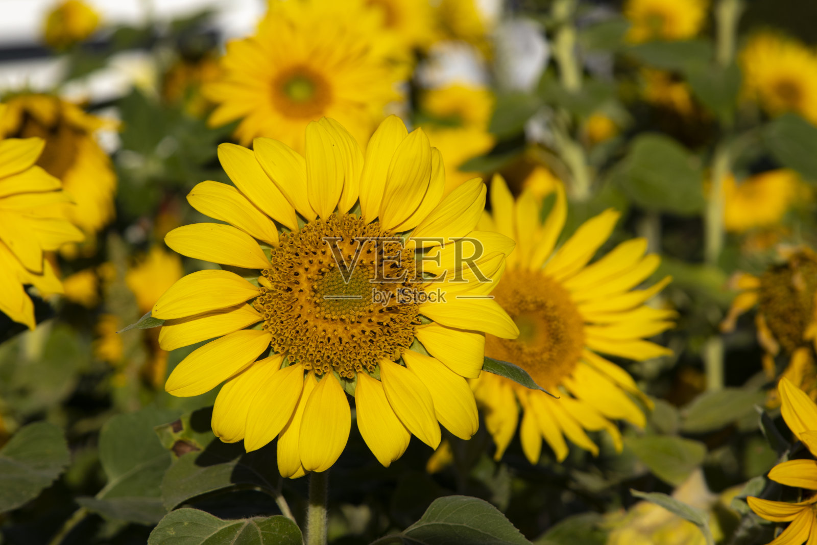 向日葵的花瓣从田野里，聚焦在前景的一朵花上照片摄影图片