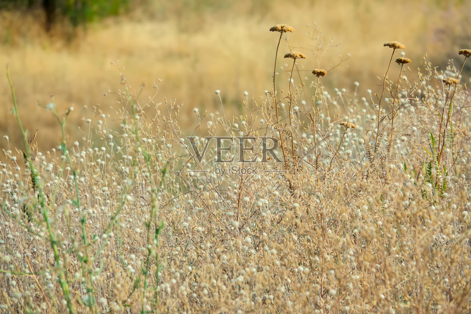 田间干燥的植物照片摄影图片
